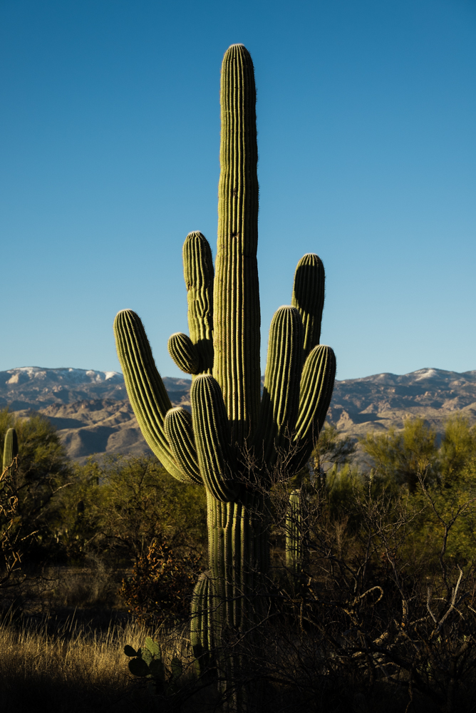 Saguaro National Park